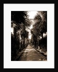 Palm Beach, Florida by Anonymous