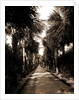 Palm Beach, Florida by Anonymous