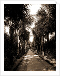Palm Beach, Florida by Anonymous