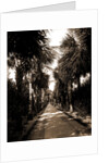 Palm Beach, Florida by Anonymous