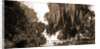 Indian River at Rockledge, Fla by Anonymous