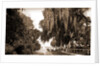 Indian River at Rockledge, Fla by Anonymous