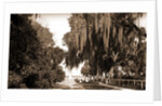Indian River at Rockledge, Fla by Anonymous