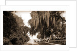 Indian River at Rockledge, Fla by Anonymous