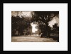 King Street, St. Augustine by Anonymous