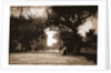 King Street, St. Augustine by Anonymous