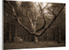 Wizard Tree, Cathedral Woods by Anonymous