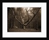 Wizard Tree, Cathedral Woods by Anonymous