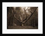 Wizard Tree, Cathedral Woods by Anonymous