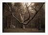 Wizard Tree, Cathedral Woods by Anonymous