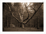 Wizard Tree, Cathedral Woods by Anonymous