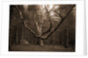 Wizard Tree, Cathedral Woods by Anonymous