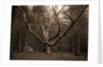 Wizard Tree, Cathedral Woods by Anonymous