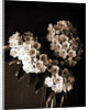 Laurel blossom, Flowers by Anonymous