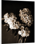 Laurel blossom, Flowers by Anonymous