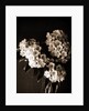 Laurel blossom, Flowers by Anonymous