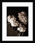 Laurel blossom, Flowers by Anonymous