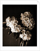 Laurel blossom, Flowers by Anonymous