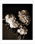 Laurel blossom, Flowers by Anonymous