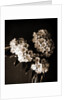 Laurel blossom, Flowers by Anonymous
