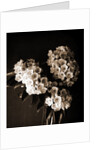 Laurel blossom, Flowers by Anonymous