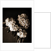Laurel blossom, Flowers by Anonymous