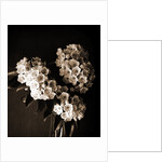 Laurel blossom, Flowers by Anonymous