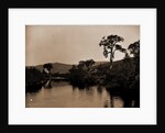 On the Ammonoosuc, White Mountains by Anonymous