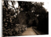 The Slope walk, Magnolia-on-the-Ashley by Anonymous