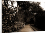 The Slope walk, Magnolia-on-the-Ashley by Anonymous