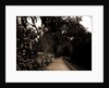 The Slope walk, Magnolia-on-the-Ashley by Anonymous