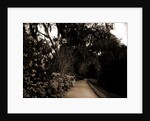 The Slope walk, Magnolia-on-the-Ashley by Anonymous