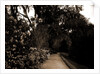 The Slope walk, Magnolia-on-the-Ashley by Anonymous