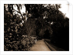 The Slope walk, Magnolia-on-the-Ashley by Anonymous