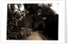 The Slope walk, Magnolia-on-the-Ashley by Anonymous