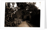 The Slope walk, Magnolia-on-the-Ashley by Anonymous