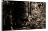 Alligator Head near South Lake, Catskill Mountains by Anonymous