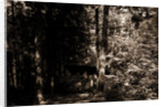 Alligator Head near South Lake, Catskill Mountains by Anonymous
