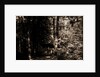 Alligator Head near South Lake, Catskill Mountains by Anonymous