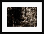 Alligator Head near South Lake, Catskill Mountains by Anonymous