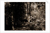 Alligator Head near South Lake, Catskill Mountains by Anonymous