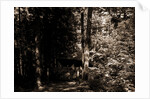 Alligator Head near South Lake, Catskill Mountains by Anonymous