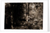Alligator Head near South Lake, Catskill Mountains by Anonymous