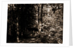 Alligator Head near South Lake, Catskill Mountains by Anonymous