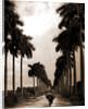 Avenue of Palms, Havana by Anonymous