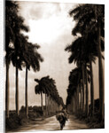 Avenue of Palms, Havana by Anonymous