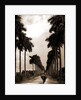 Avenue of Palms, Havana by Anonymous