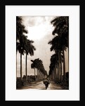 Avenue of Palms, Havana by Anonymous
