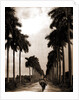 Avenue of Palms, Havana by Anonymous