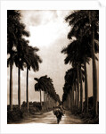 Avenue of Palms, Havana by Anonymous
